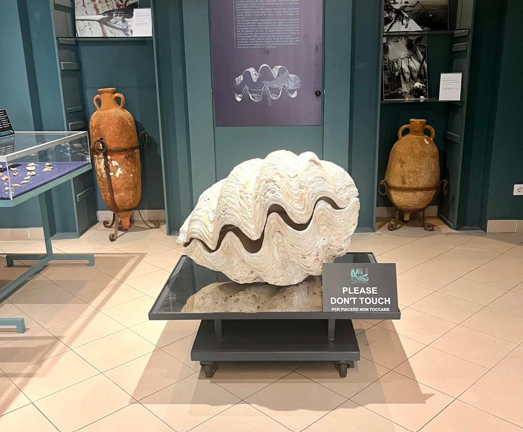 mostra conchiglie