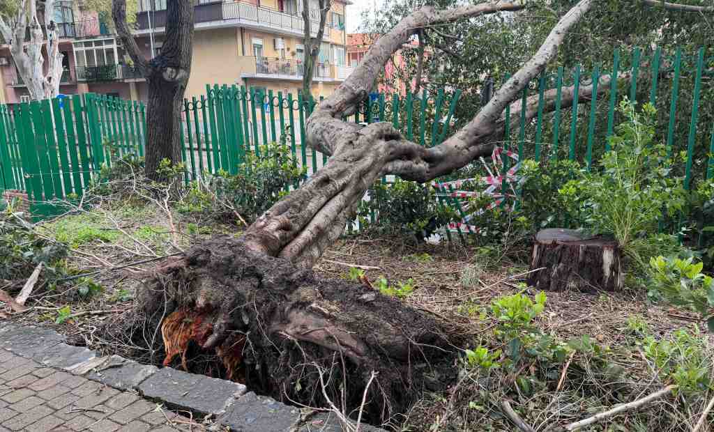 villa dante crolla albero 