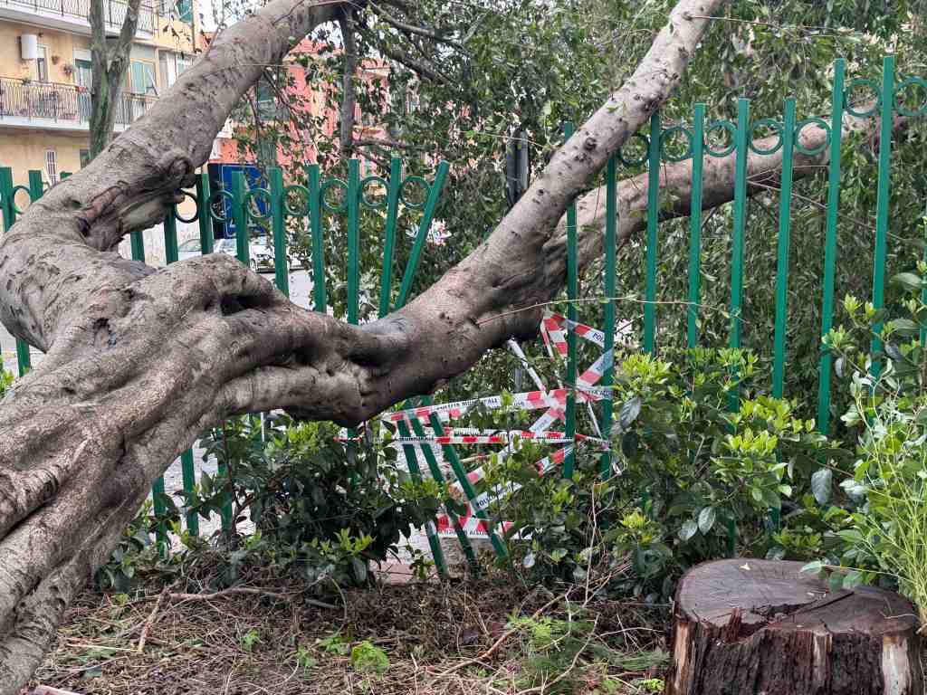 villa dante crolla albero 