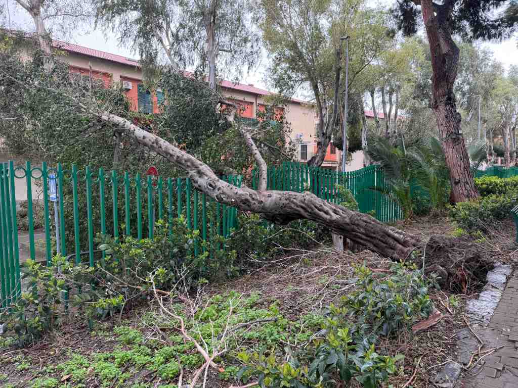 villa dante crolla albero 