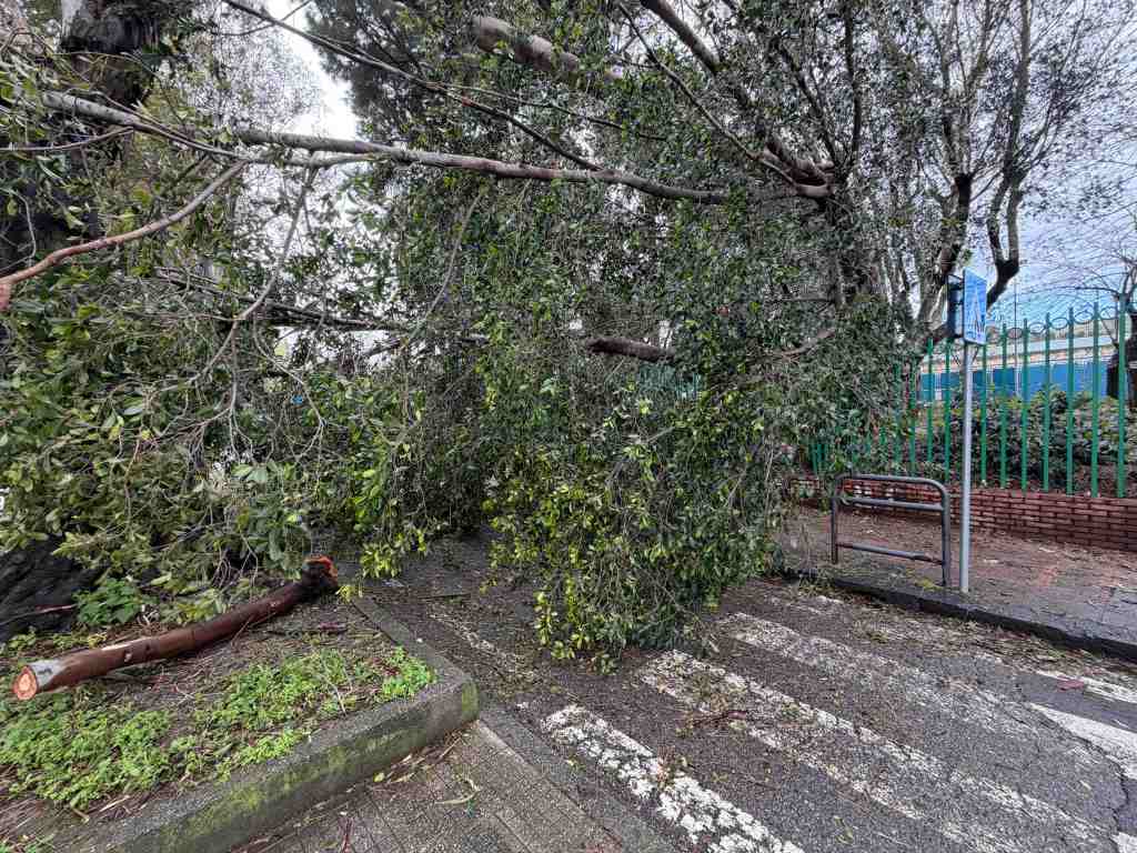 villa dante crolla albero 