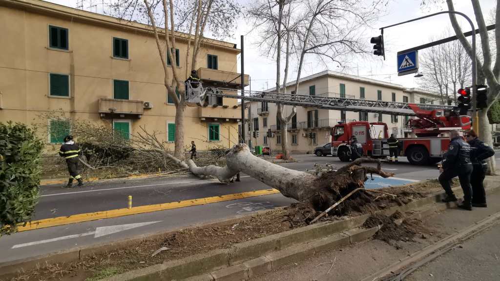 Messina. Albero crolla per il vento sul viale San Martino