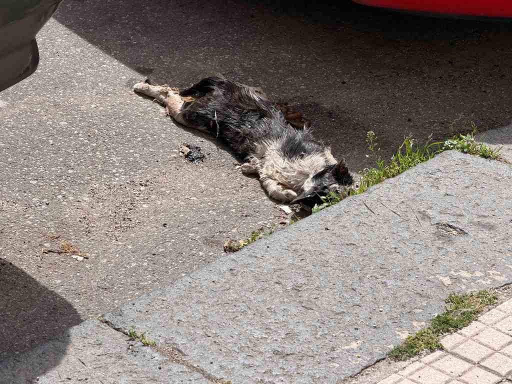 foresta urbana via Canova 