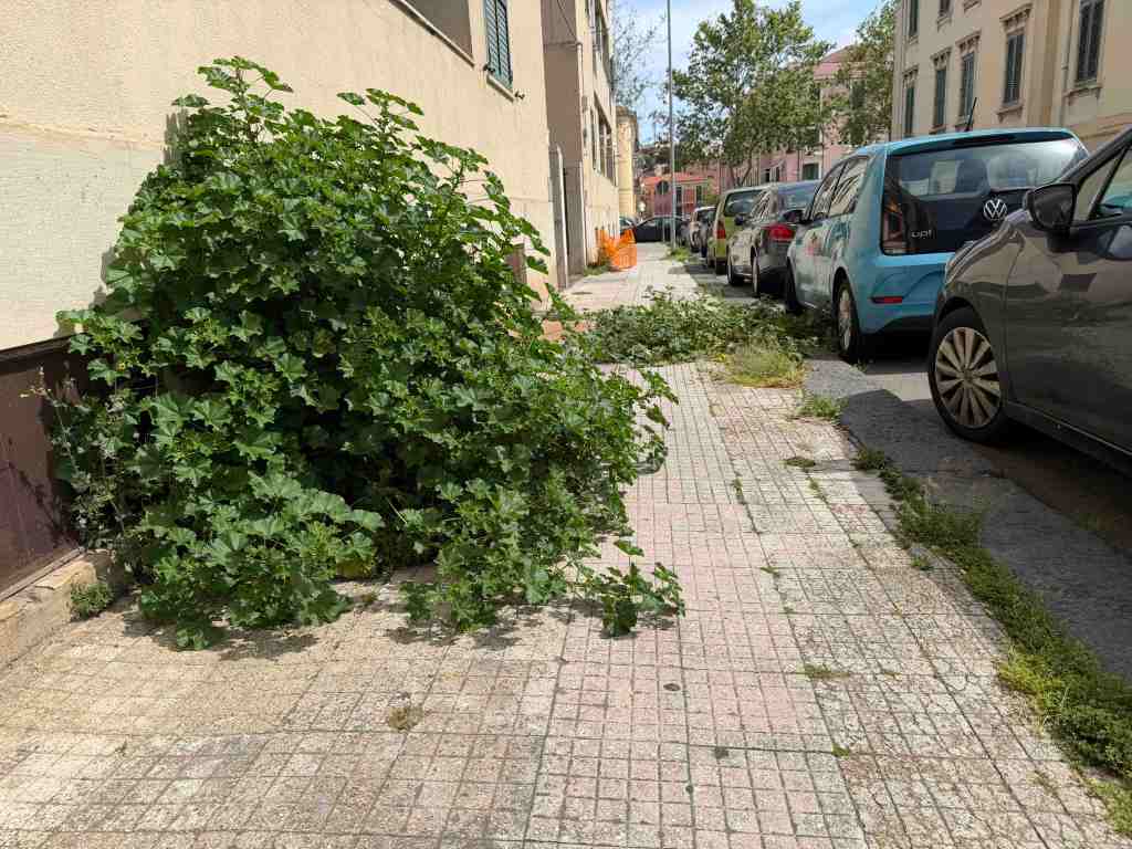 foresta urbana via Canova 