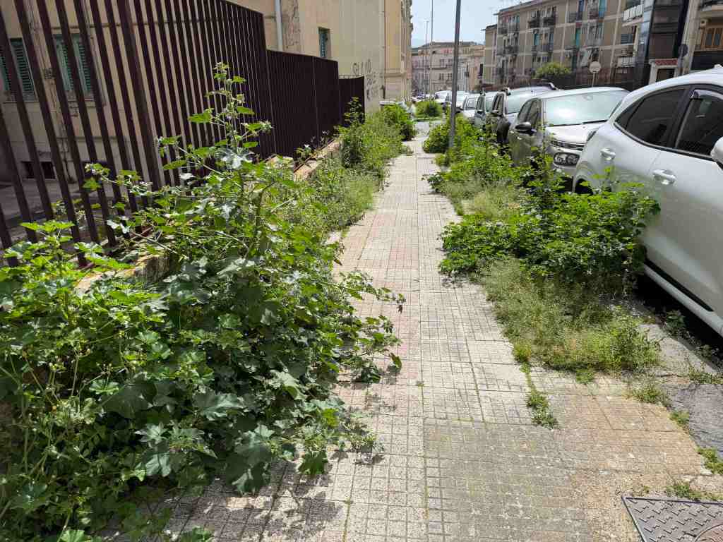 foresta urbana via Canova 