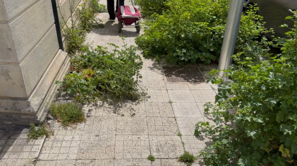 foresta urbana via Canova 