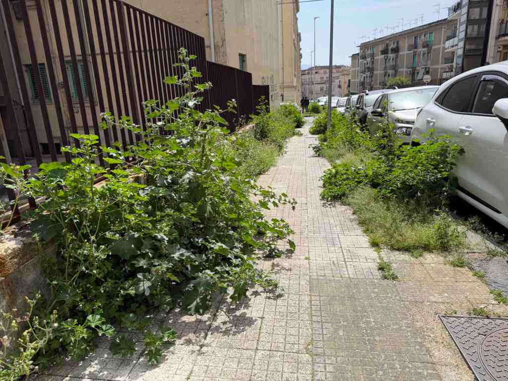 foresta urbana via Canova 