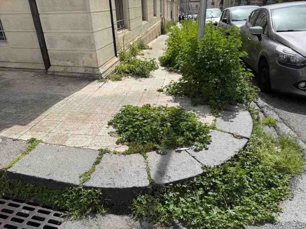 foresta urbana via Canova 