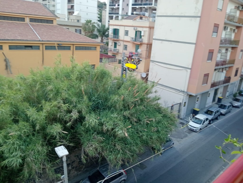 Erbe infestanti Contesse