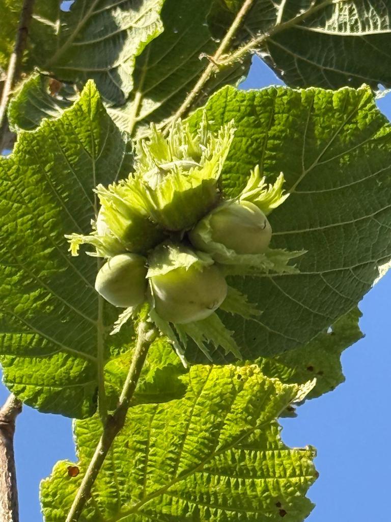 nocciole nebrodi