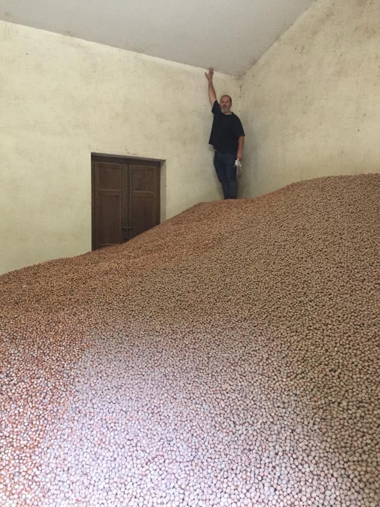 nocciole Nebrodi